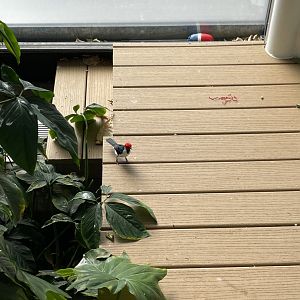 09/13/23 - Red-Capped Cardinal (Paroaria gularis)