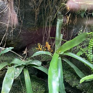 09/13/23 - Panamanian Golden Frogs (Atelopus zeteki)