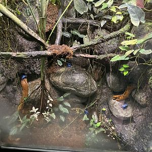 09/13/23 - Dyeing (Dendrobates tinctorius) and Yellow-Banded Poison Dart Frogs (Dendrobates leucomelas)