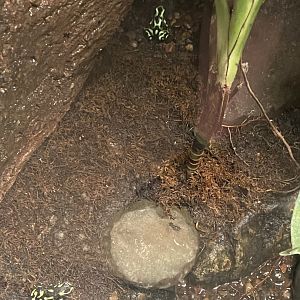 09/13/23 - Green-and-Black Poison Dart Frogs (Dendrobates auratus)