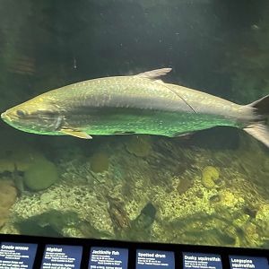 09/13/23 - Atlantic Tarpon (Megalops atlanticus)