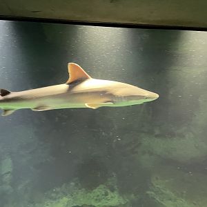 09/13/23 - Blacknose Shark (Carcharhinus acronotus)