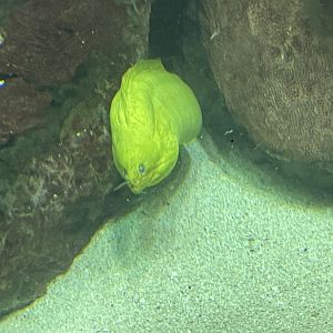 09/13/23 - Green Moray (Gymnothorax funebris)