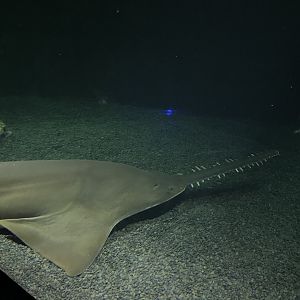 09/13/23 - Largetooth Sawfish (Pristis pristis)