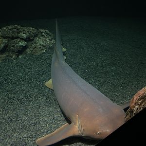 09/13/23 - Nurse Shark (Ginglymostoma cirratum)