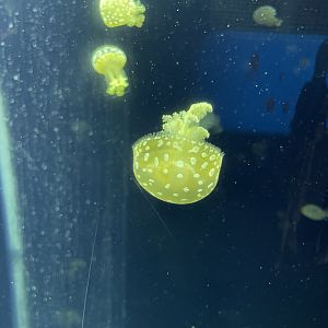 09/13/23 - Spotted Lagoon Jellyfish (Mastigias papua)