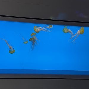 09/13/23 - Pacific Sea Nettle (Chrysaora fuscescens)