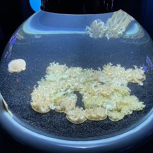 09/13/23 - Upside-Down Jellyfish (Cassiopea xamachana)