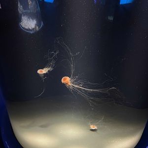 09/13/23 - Lion's Mane Jellyfish (Cyanea capillata)