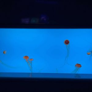 09/13/23 - Japanese Sea Nettle (Chrysaora pacifica)