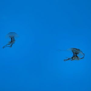 09/13/23 - Atlantic Bay Nettle (Chrysaora quinquecirrha)