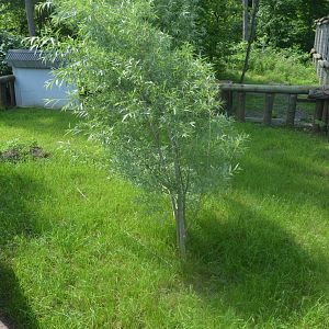 African Adventure - Empty Exhibit?