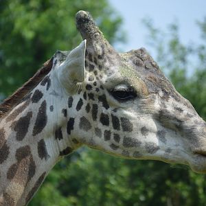 African Adventure - Maasai Giraffe (Giraffa tippelskirchi tippelskirchi)