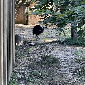 09/14/23 - Southern Cassowary (Casuarius casuarius)