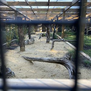 09/14/23 - Red-Legged Seriema (Cariama cristata)