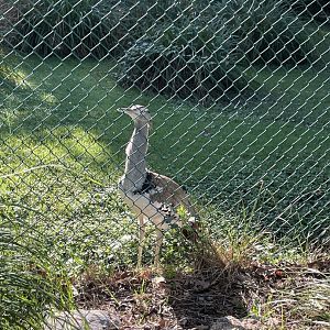 09/14/23 - Kori Bustard (Ardeotis kori)