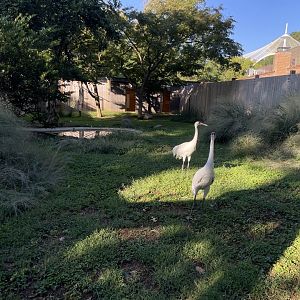 09/14/23 - Whooping Crane (Grus americana)
