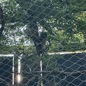 09/14/23 - Barred Owl (Strix varia)
