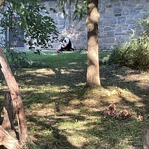 09/14/23 - Giant Panda (Ailuropoda melanoleuca)