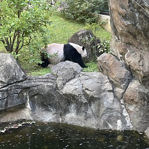 09/14/23 - Giant Panda (Ailuropoda melanoleuca)