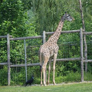 African Adventure - Maasai Giraffe (Giraffa tippelskirchi tippelskirchi)