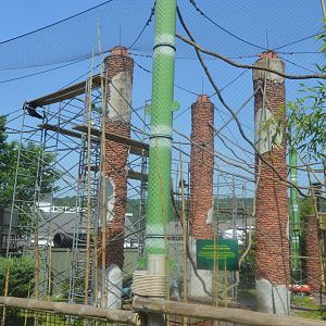 Amazing Asia - Northern White-cheeked Gibbon (Nomascus leucogenys) Exhibit