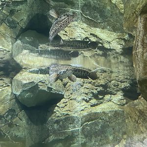 09/14/23 - Northern Snakehead (Channa argus)