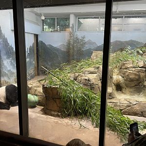 09/14/23 - Giant Panda (Ailuropoda melanoleuca) in indoor enclosure