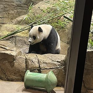 09/14/23 - Giant Panda (Ailuropoda melanoleuca) in indoor enclosure