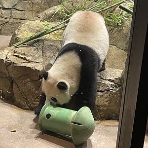 09/14/23 - Giant Panda (Ailuropoda melanoleuca) in indoor enclosure