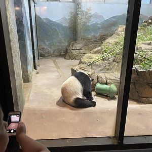 09/14/23 - Giant Panda (Ailuropoda melanoleuca) in indoor enclosure