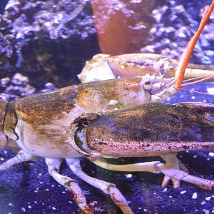 Touch Tank Building - American Lobster (Homarus americanus)
