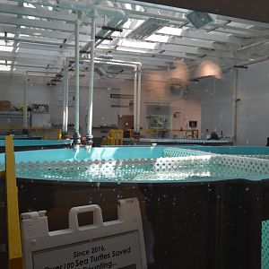 Sea Turtle Recovery - Interior Pools