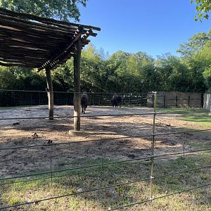 09/14/23 - American Bison (Bison bison)