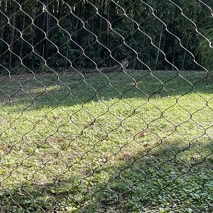 09/14/23 - Cheetah (Acinonyx jubatus)