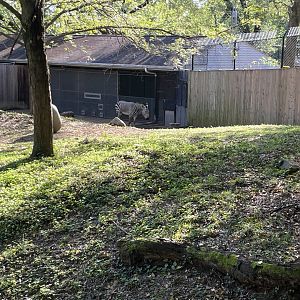 09/14/23 - Hartmann's Mountain Zebra (Equus zebra hartmannae)