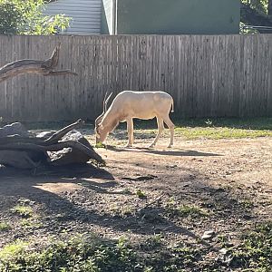 09/14/23 - Addax (Addax nasomaculatus)
