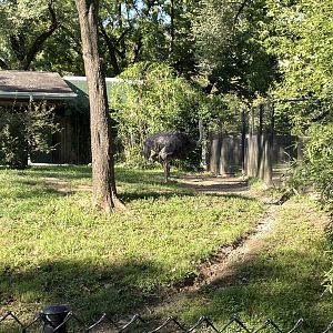 09/14/23 - Ostrich (Struthio camelus)