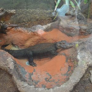 Reptile House - Dwarf Crocodile (Osteolaemus tetraspis)