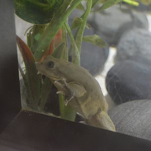Reptile House - Titicaca Water Frog (Telmatobius culeus)