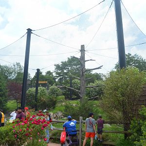 Andean Condor Exhibit