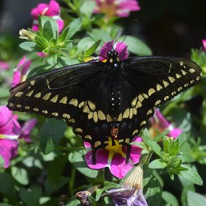 Butterfly Garden - Black Swallowtail (Papilio polyxenes)