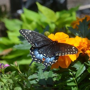 Butterfly Garden - Spicebush Swallowtail (Papilio troilus)