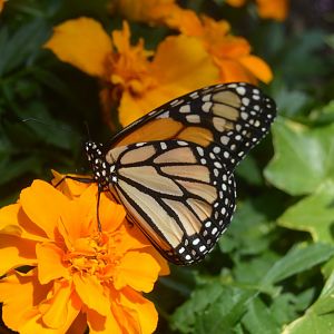 Butterfly Garden - Monarch (Danaus plexippus)