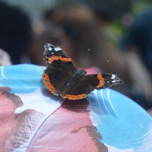 Butterfly Garden - Red Admiral (Vanessa atalanta)