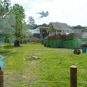 Great Plains - American Bison (Bison bison) Exhibit