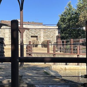 09/14/23 - Asian Elephants (Elephas maximus)