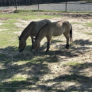 09/14/23 - Przewalski's Horse (Equus ferus przewalskii)