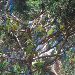 Australian Outback - Budgerigars (Melopsittacus undulatus)