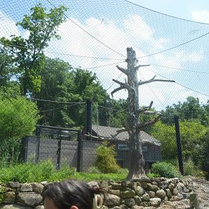 Birds of Prey - Bald Eagle (Haliaeetus leucocephalus) Exhibit